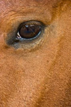 Horse eye Fotos Stock