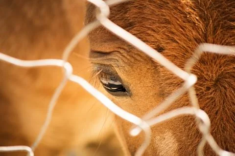 Horse eye Stock-Fotos