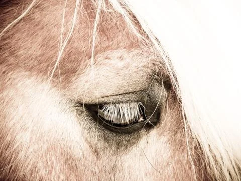 Horse eye Foto stock