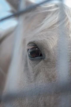 Horse Eye Stock Photos