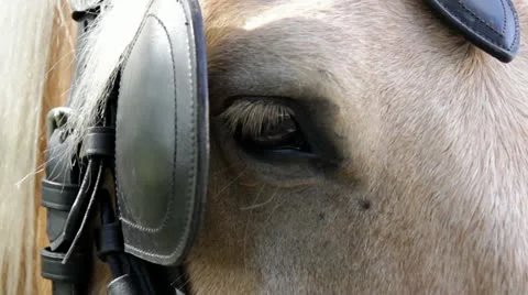 Horse eye plinking leather. Stock Footage 21844563