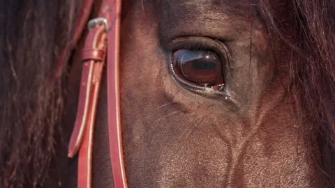 Horse eye slow motion Stock Footage 219924646