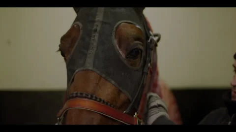 HORSE FACE CLOSE-UP 2 Stock Footage 25121769