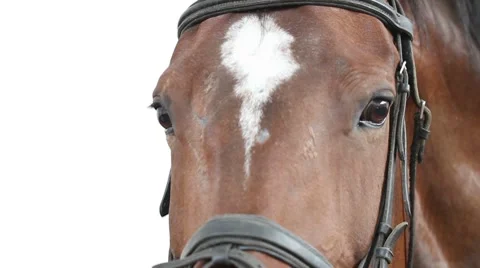 Horse face. close-up. Stock Footage 7905607