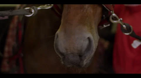 HORSE FACE CLOSE-UP Stock Footage 25122399