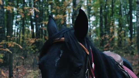 Horse face close-up in the forest. Stock Footage 116829246