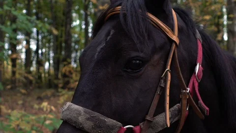 Horse face close-up in the forest. Stock Footage 116829259