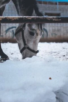 Horse face close Stock Photos