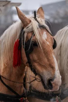 Horse face close-up Stock Photos
