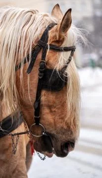 Horse face close-up Stock Photos