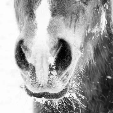 Horse face detail, nose and nostrils Stock Photos
