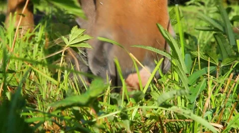 Horse face Stock Footage 8607137