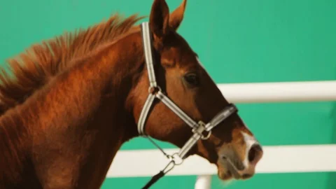 Horse face Stock Footage 128172529