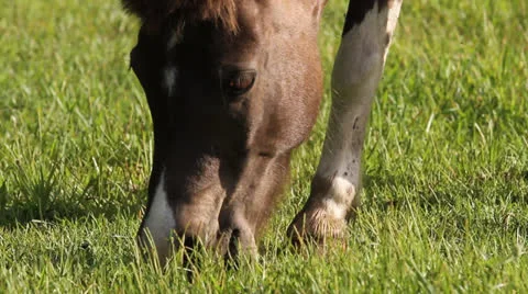 Horse Face In Grass Stock Footage 26595079