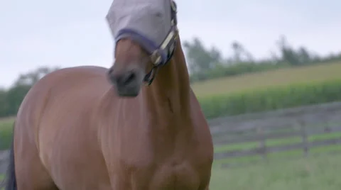 Horse with Face Guard Stock Footage 67391635
