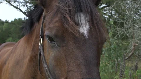 Horse face, head, eye Stock Footage 237784528