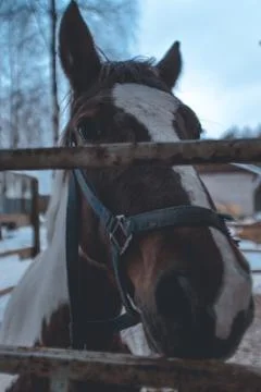 Horse face Stock Photos