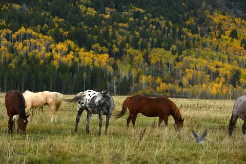 Horse with fall color Stock Photos