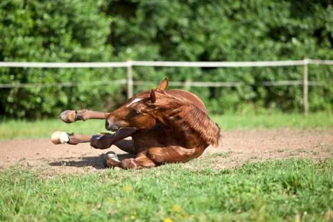 Horse fall down crash Stock Photos