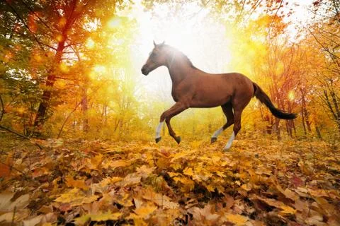 Horse in fall park Фото