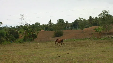 Horse in the farm Stock Footage 724129