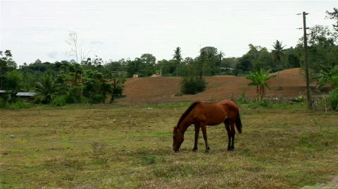 Horse in a farm Stock Footage 730477