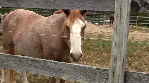 Horse farm Stock Footage 49094481