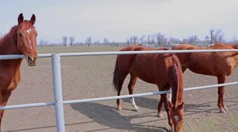 Horse farm Stock Footage 51445156