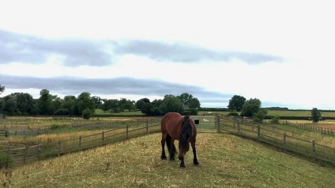 Horse on the farm Stock Footage 78507364