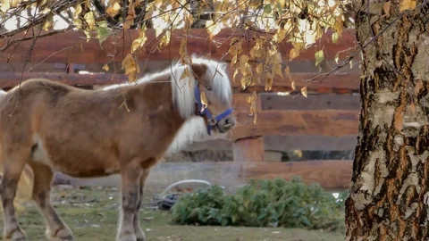 Horse at farm Stock Footage 105566506