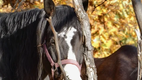 Horse at the farm Stock Footage 105568987