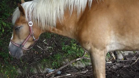 Horse on the farm Stock Footage 107745061