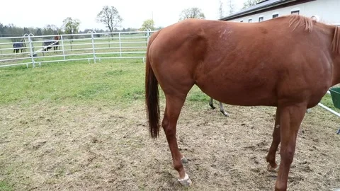 A horse farm Stock Footage 196929491