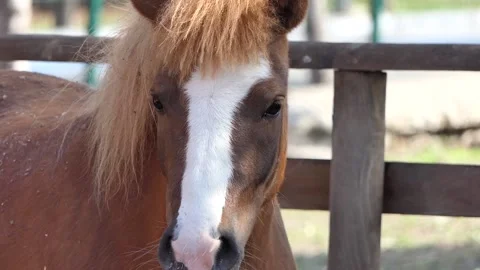 A horse on the farm Stock Footage 237072436