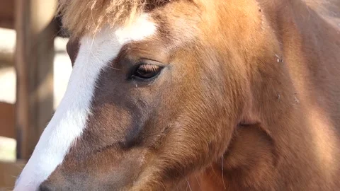 A horse on the farm Video stock 237072816