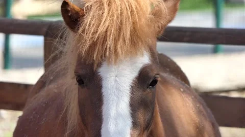 A horse on the farm Stock Footage 237178040