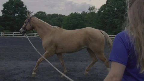 Horse Farm Stock Footage 241604940