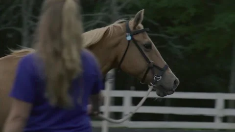 Horse Farm Stock Footage 241604943