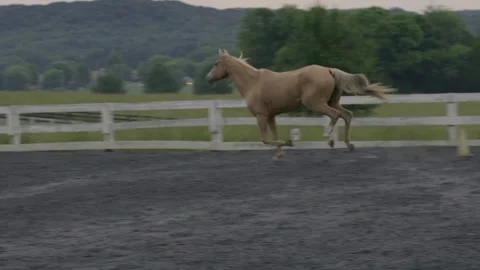 Horse Farm Stock Footage 241604945