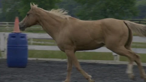 Horse Farm Stock Footage 241604946