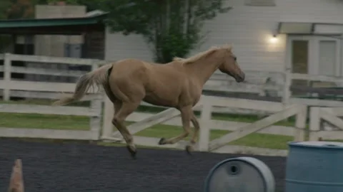 Horse Farm Stock Footage 241604947