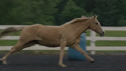 Horse Farm Stock Footage 241604948