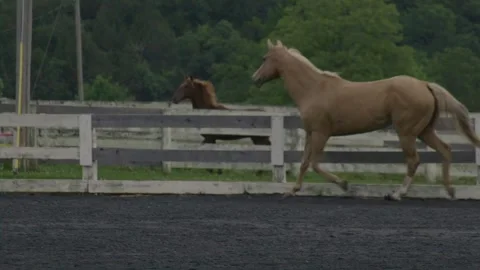 Horse Farm Stock Footage 241604949