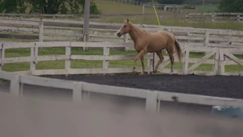 Horse Farm Stock Footage 241604950