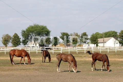 Horse farm with horses and foals.JPG Stock Photos