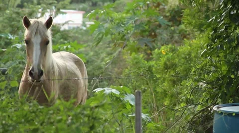 Horse in farm looking at camera Stock Footage 8763914