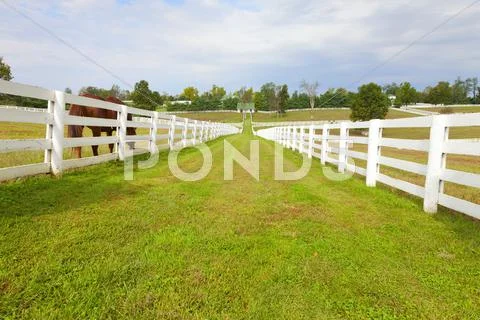 Horse farm Stock Photos