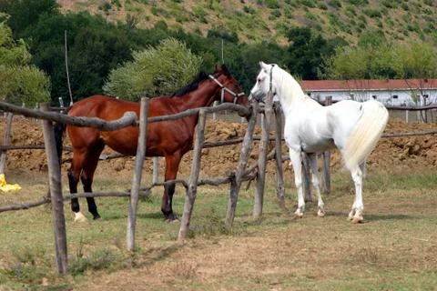 Horse farm Stock Photos
