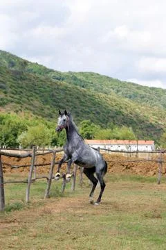 Horse farm Stock Photos