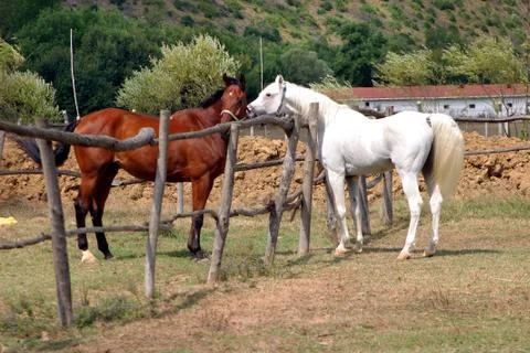 Horse farm Stock Photos